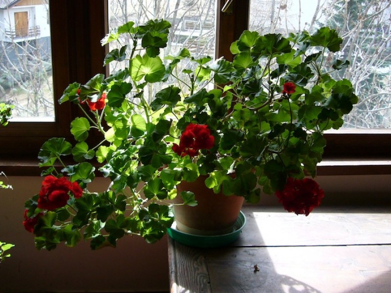 P1000062